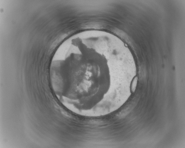 X0000070350529200607072040