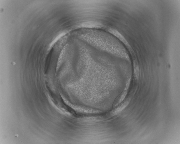 X0000070350530200607072040