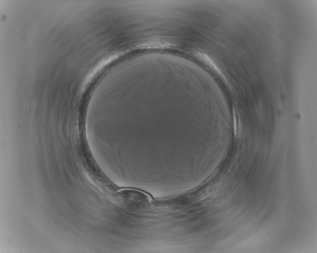 X0000070350531200607072040