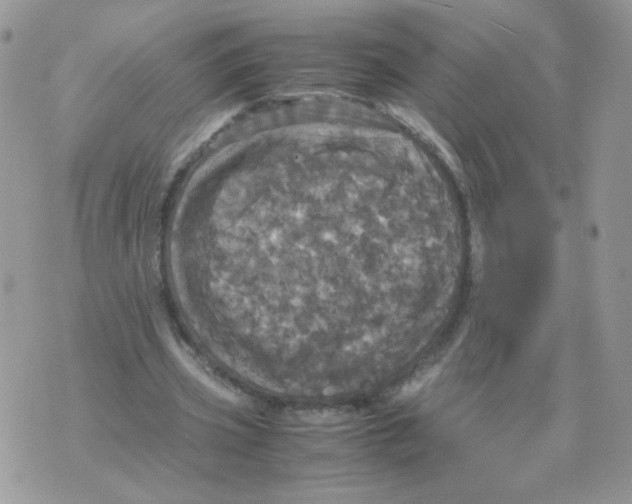 X0000070350533200607072040