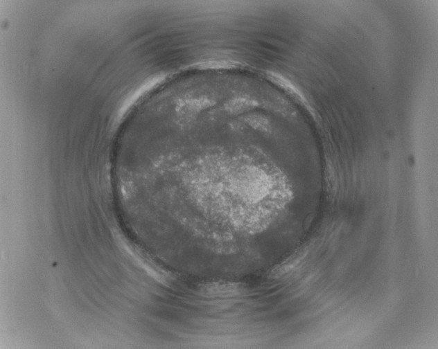 X0000070350535200607072040