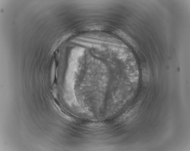 X0000070350537200607072040