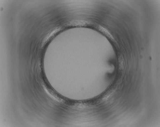 X0000070350538200607072040