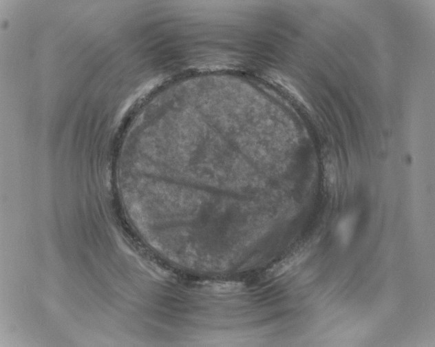 X0000070350539200607072041