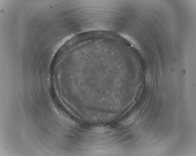 X0000070350540200607072041