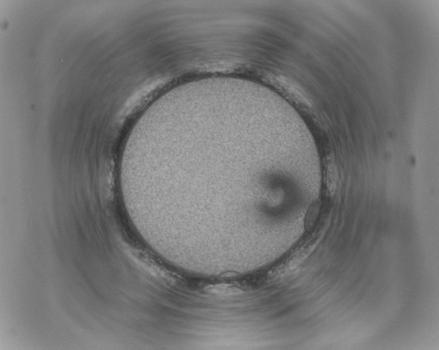 X0000070350544200607072041