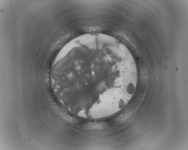 X0000070350545200607072041