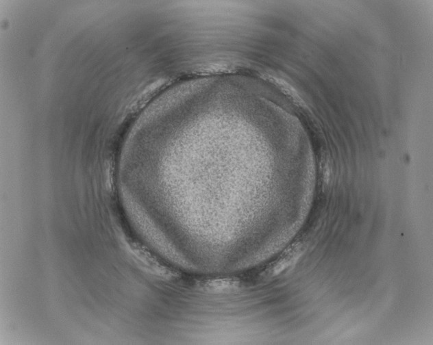 X0000070350546200607072041