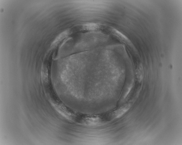 X0000070350552200607072041