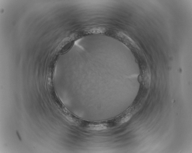 X0000070350553200607072041