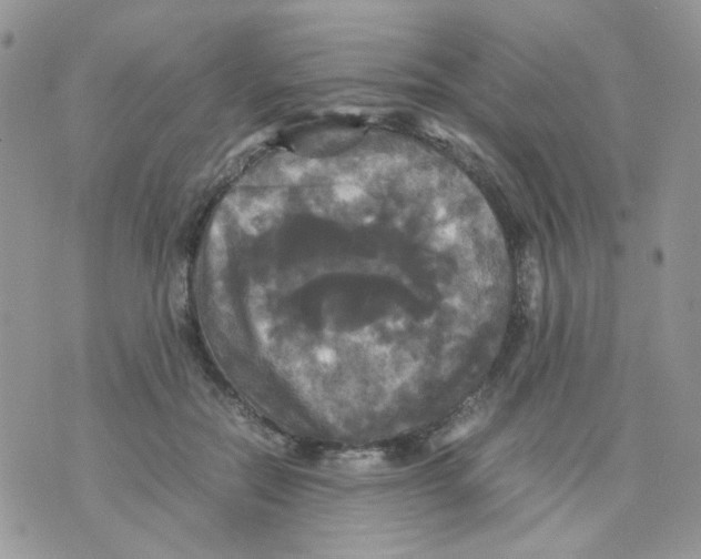 X0000070350554200607072041