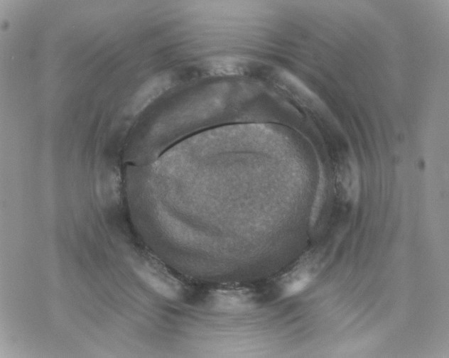 X0000070350556200607072041