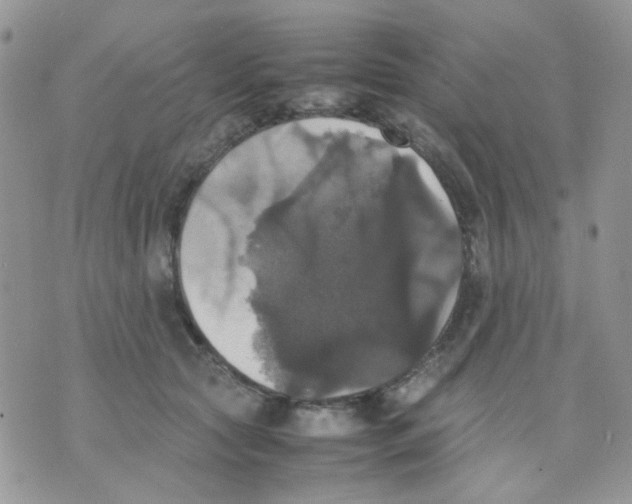 X0000070350561200607072041