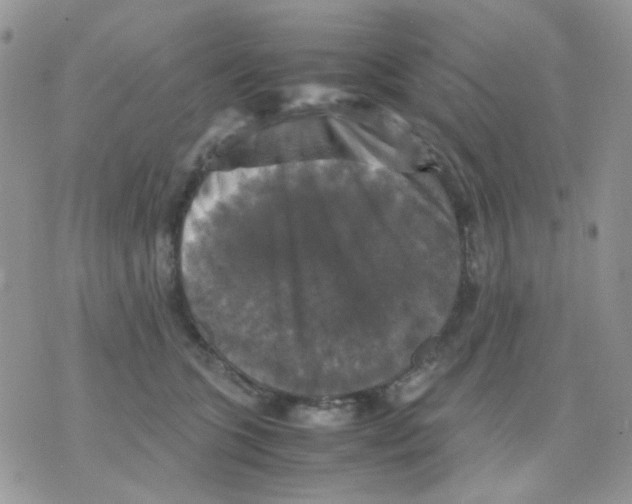 X0000070350563200607072041