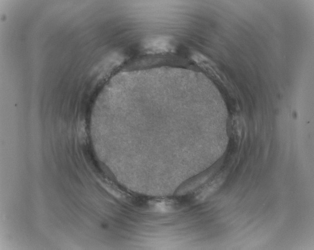 X0000070350564200607072041