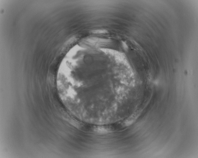 X0000070350565200607072041