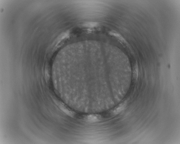 X0000070350566200607072041