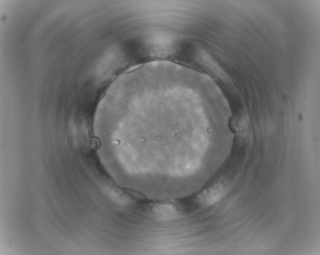 X0000070350572200607072041