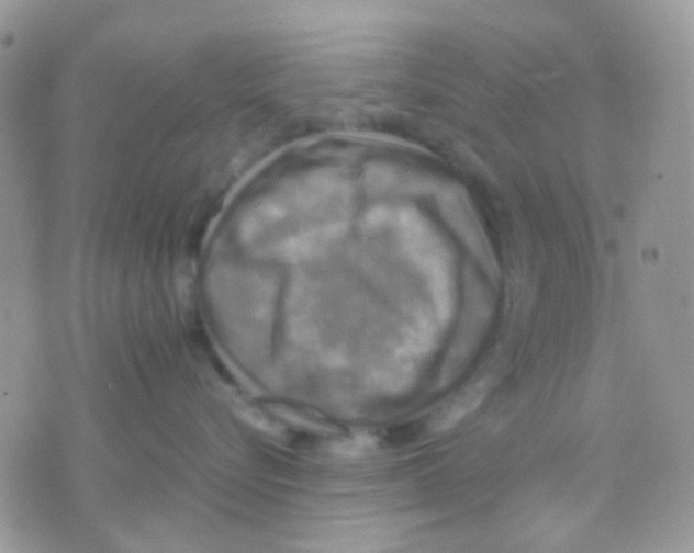 X0000070350576200607072041