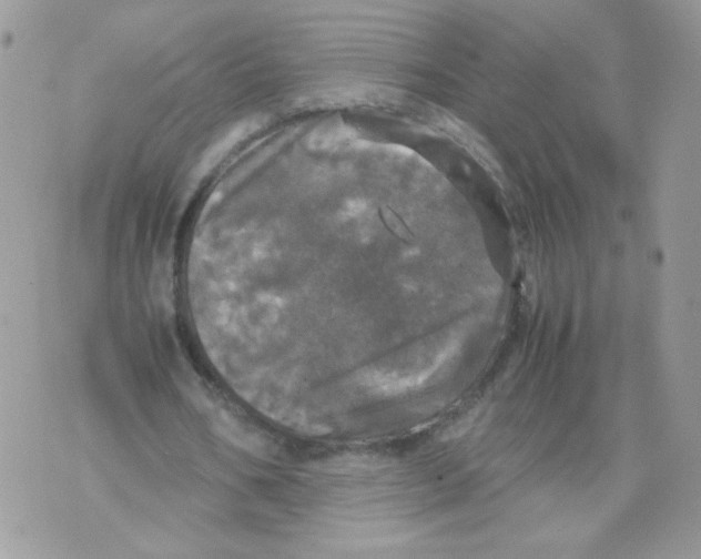 X0000070350578200607072040