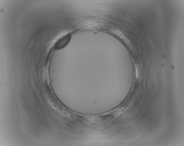 X0000070350579200607072040