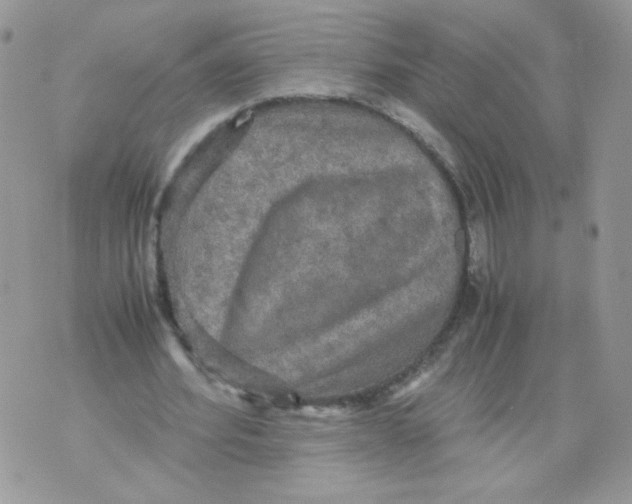 X0000070350580200607072040