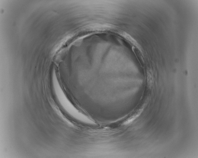 X0000070350581200607072040