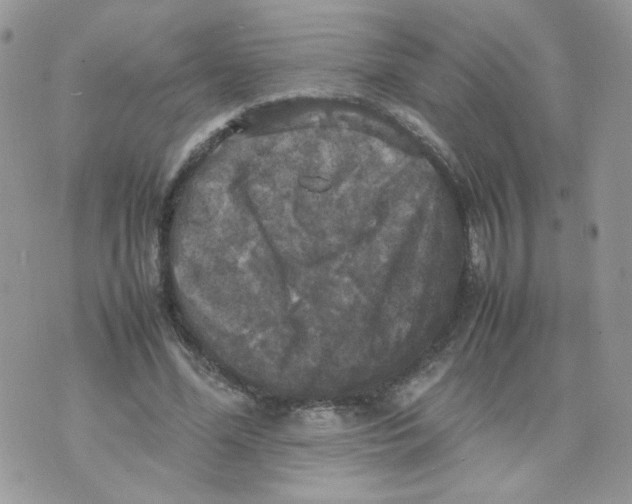 X0000070350588200607072040