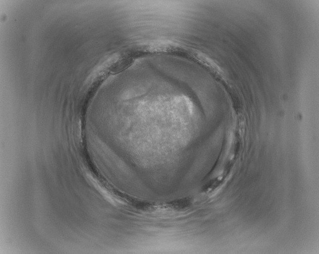 X0000070350589200607072040