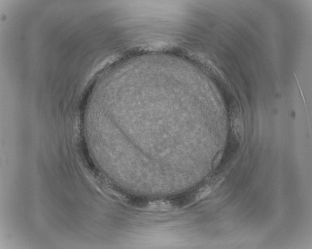 X0000070350591200607072040