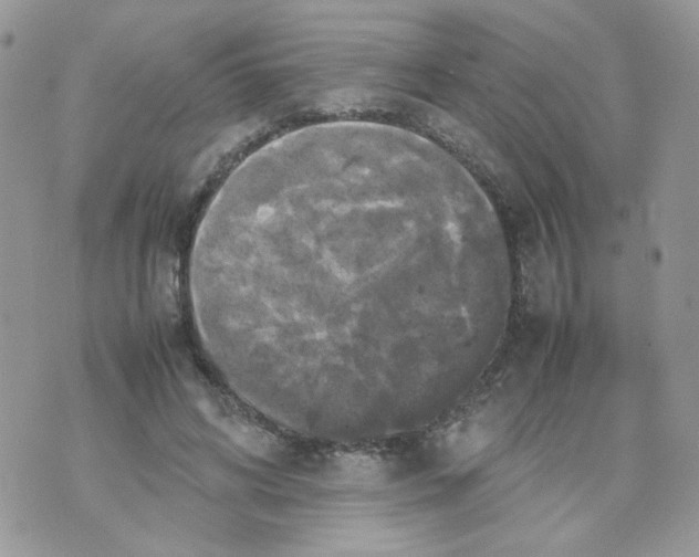 X0000070350592200607072040