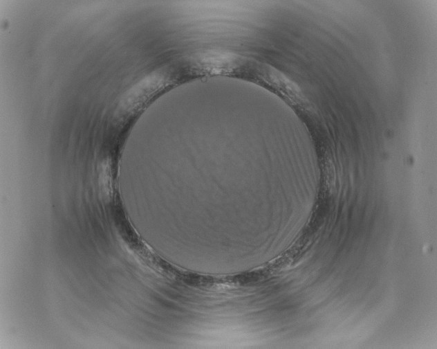 X0000070350594200607072040