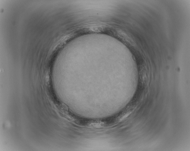 X0000070350595200607072040