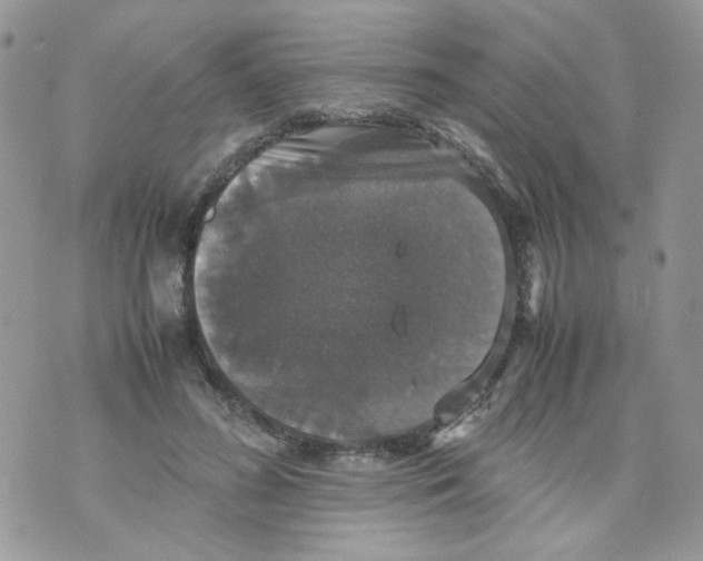 X0000070350596200607072040