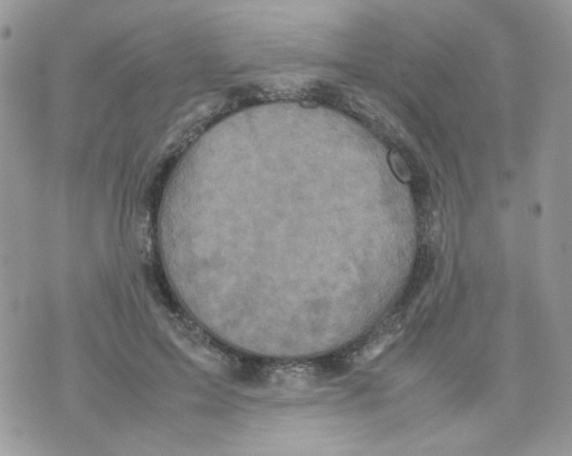 X0000070350599200607072040