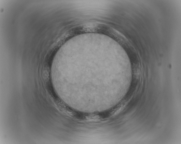 X0000070350603200607072040