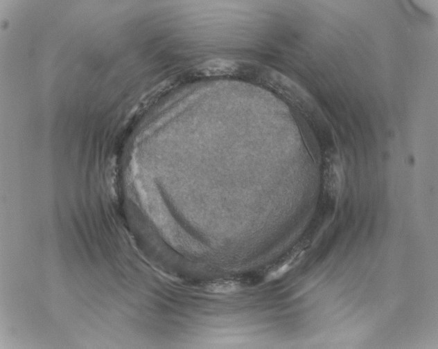 X0000070350604200607072040