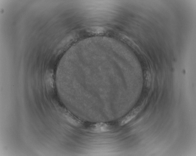 X0000070350612200607072040