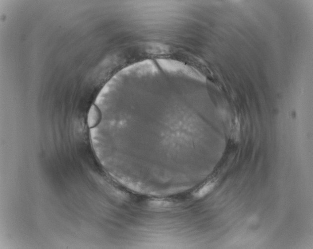 X0000070350614200607072040