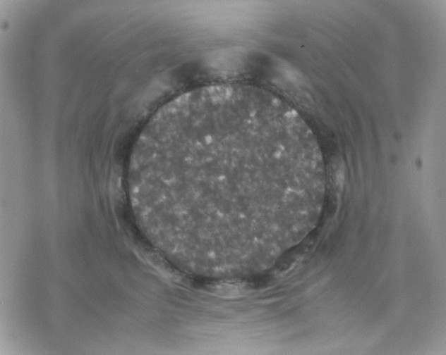 X0000070350615200607072040