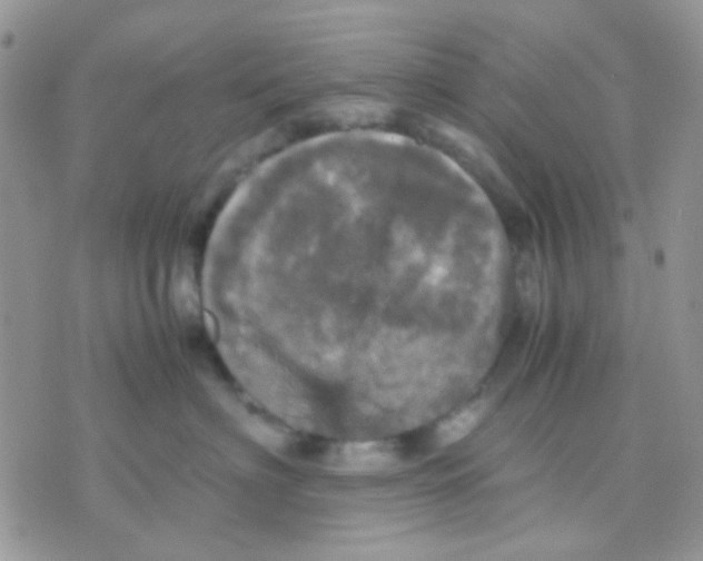 X0000070350622200607072040