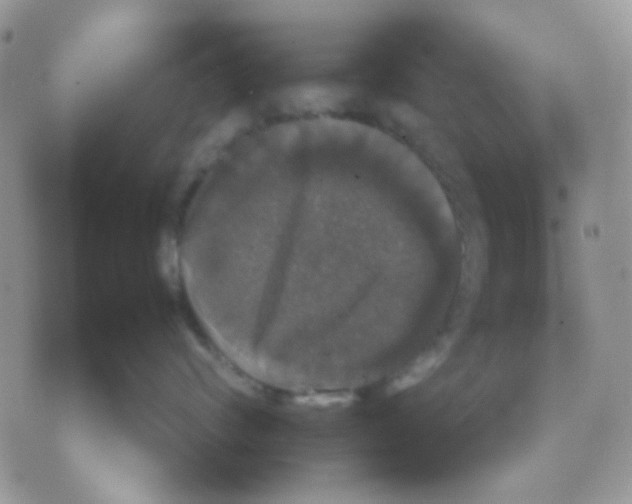 X0000070350624200607072040