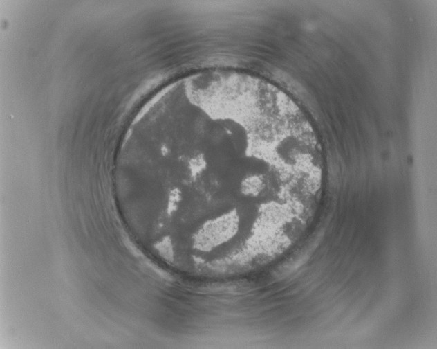 X0000070350625200607072039