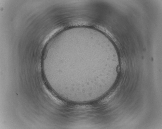 X0000070350629200607072039