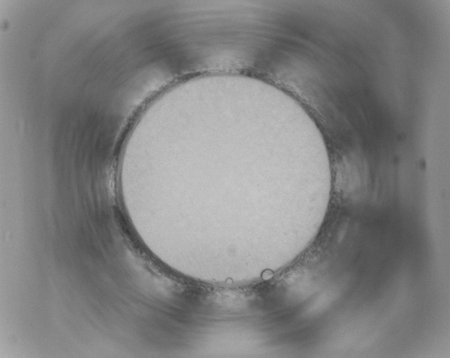 X0000070350632200607072039