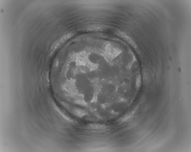 X0000070350633200607072039