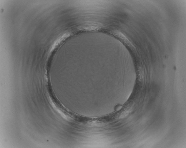 X0000070350634200607072039