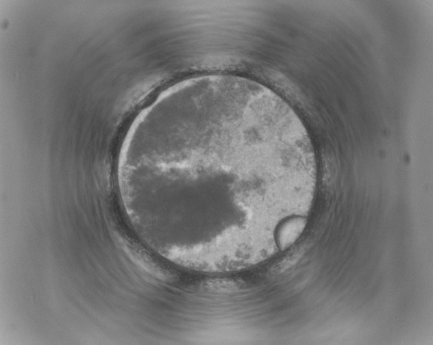 X0000070350636200607072039