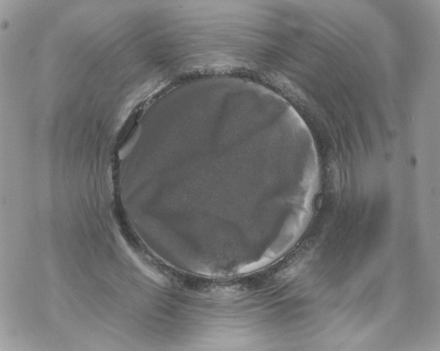 X0000070350638200607072039