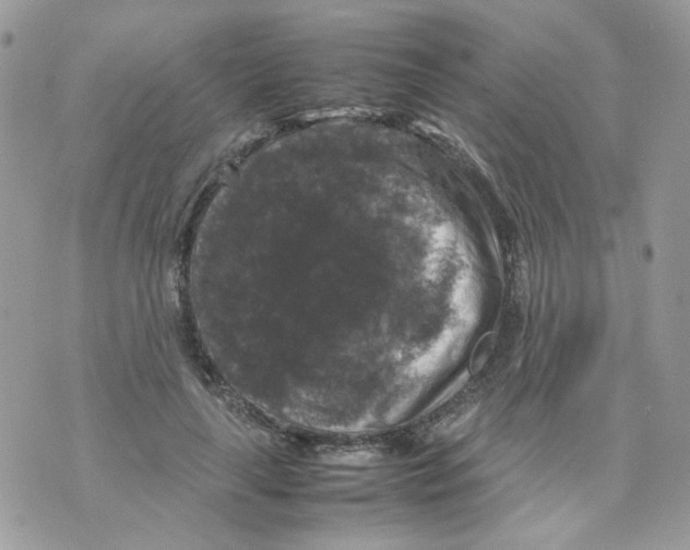 X0000070350643200607072039